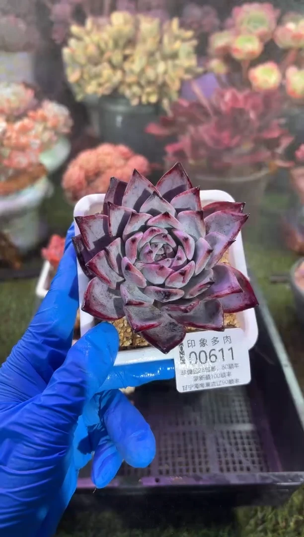 【闪购商品】00611