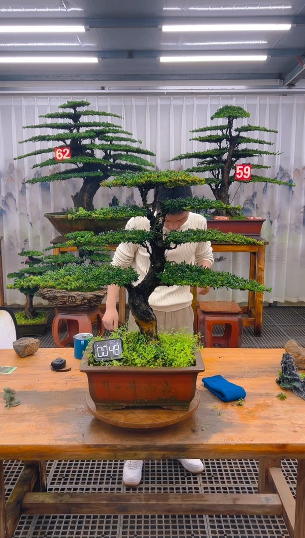 无花朵精品盆景直播间一物一拍