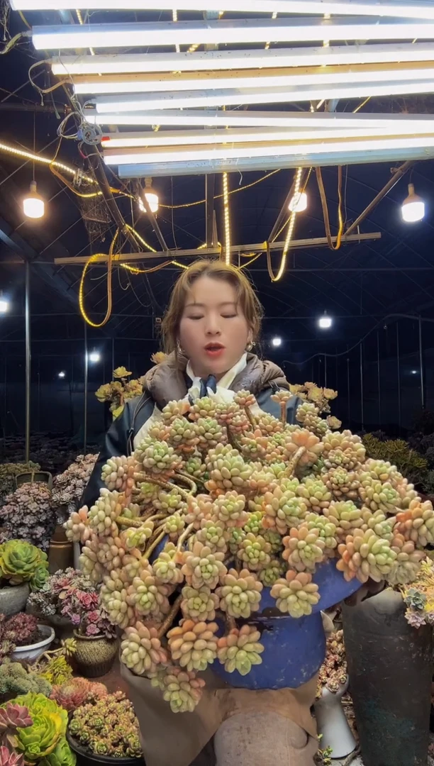 【闪购商品】洛可可一物一拍带盆（物流自理）