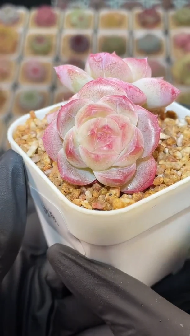 闪购3084 冰桃多肉一颗