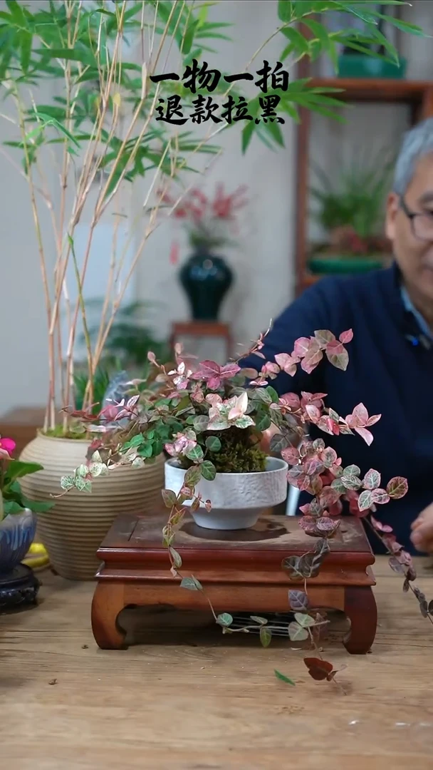 完全开放水**成花叶214