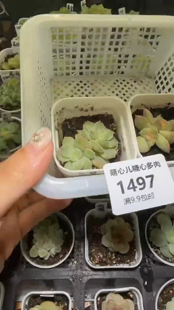 1497  多肉植物多肉植物