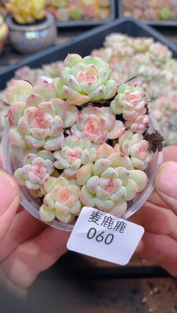 060孤品      量拍