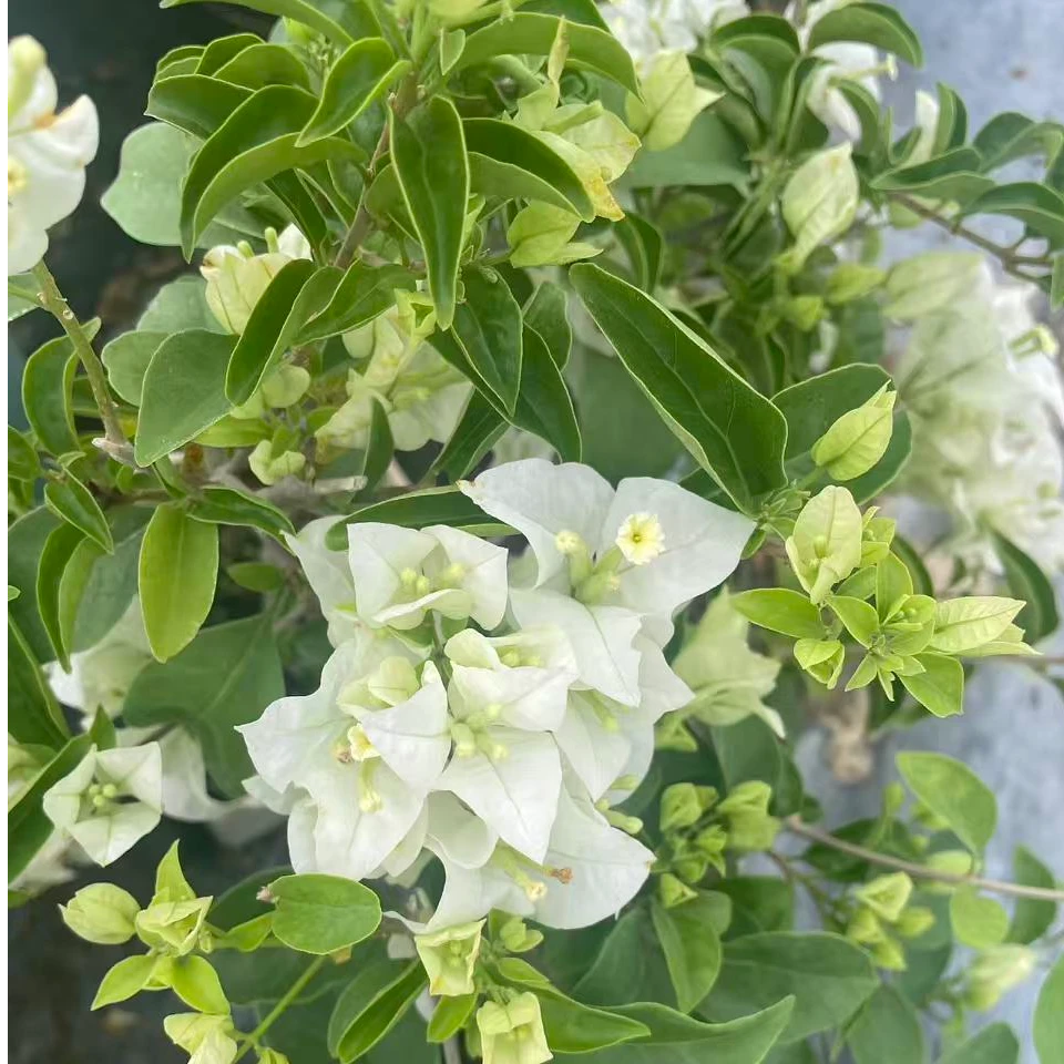 【白雪公主】三角梅盆栽绿植落花落叶介意勿拍无售后
