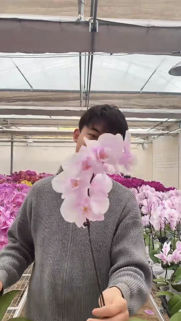 完全开放阿尔提亚