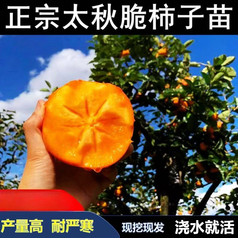 嫁接太秋甜柿子树苗南北方庭院种植地栽盆栽耐寒柿子树苗当年结果