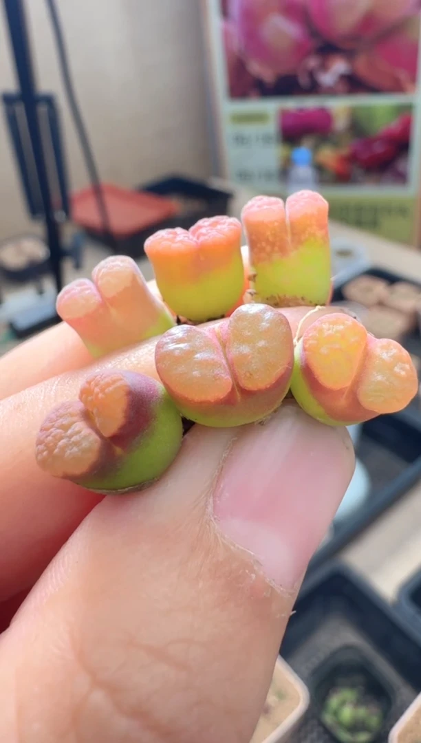 疯狂的多肉石头270·ppmt磁铁一颗