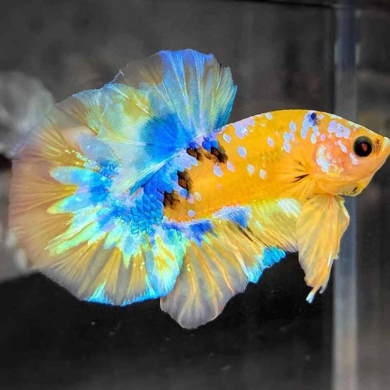 泰国斗鱼糖果红龙koi