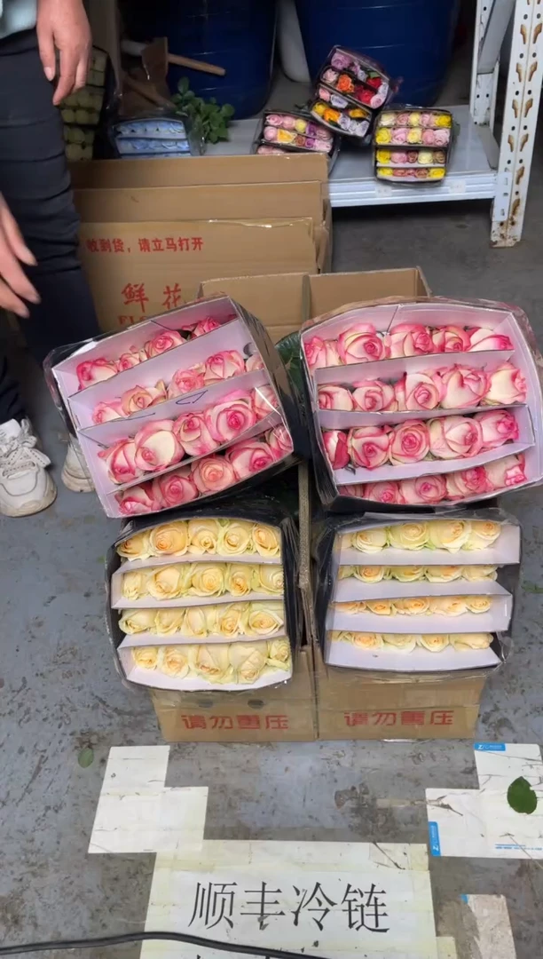 艾沙20枝+香槟20枝