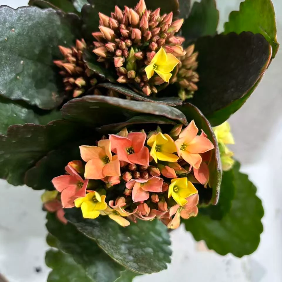 长寿花～七彩糖条】）拍1个送1棵小苗