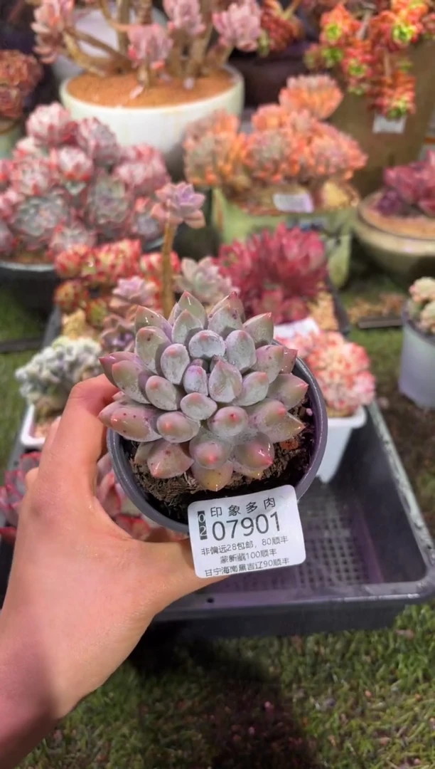 【闪购商品】07901