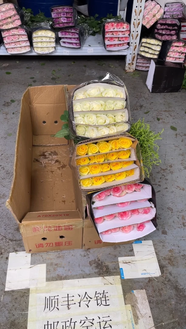 艾沙20枝+骄傲20枝+金枝20枝+黄莺