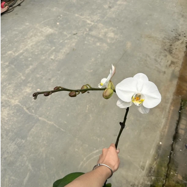 【V3大白】2.8杯白色系浪漫高级蝴蝶兰可送礼