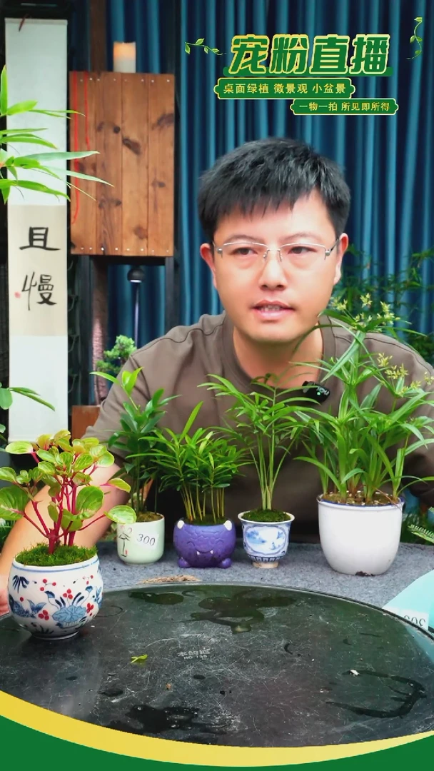 无花朵洋*苔藓微景观300号
