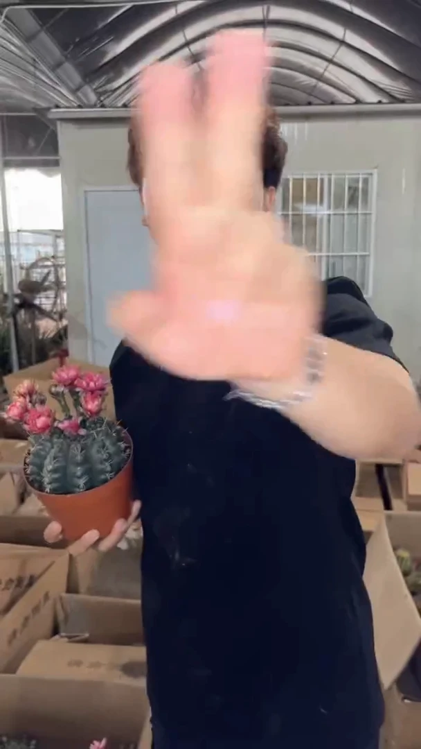 8-10cm 菲花玉【带花苞】