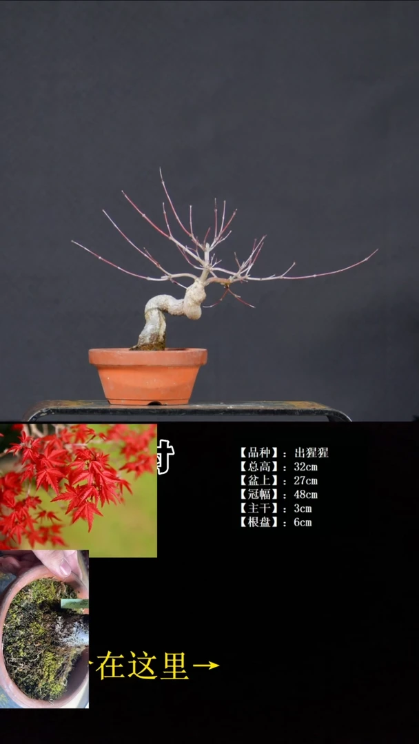 无花朵出猩猩 不包邮