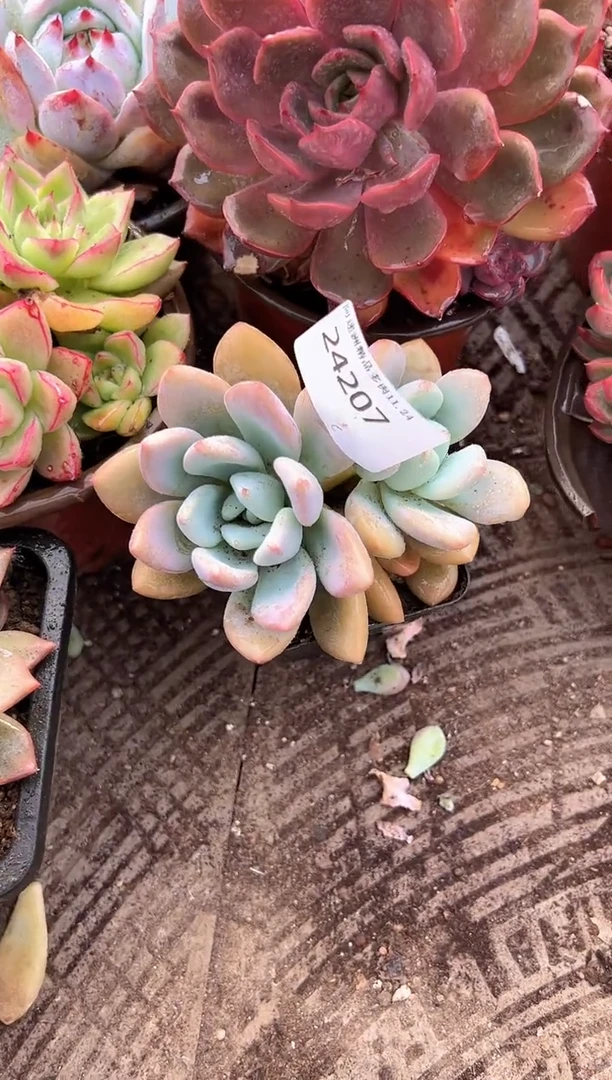 燕*?多肉植物一物一拍24207