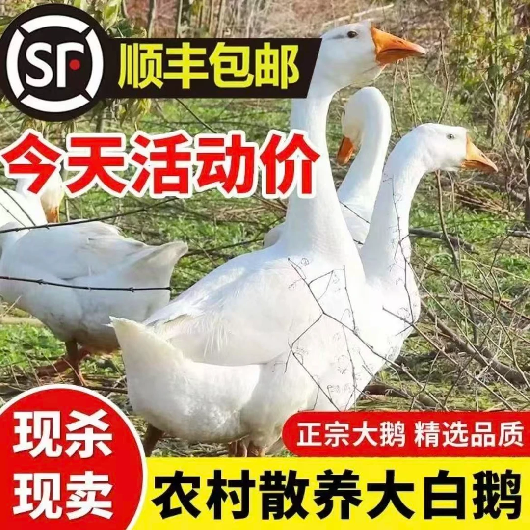 大鹅净重10-11斤【买一送一】农家散养大白鹅两只土鹅冷链