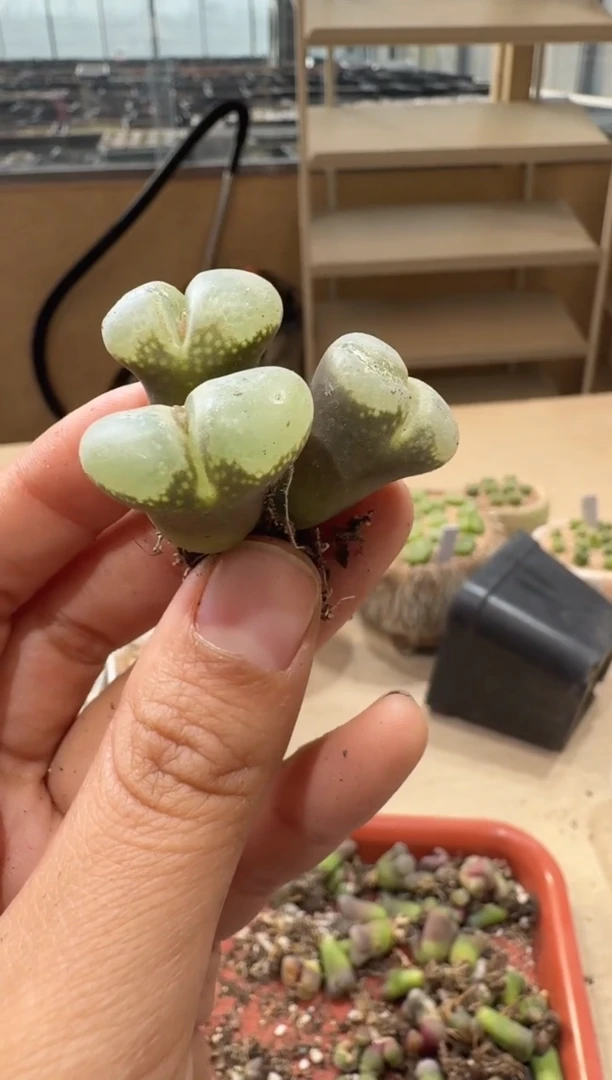 18-197多肉植物肉锥