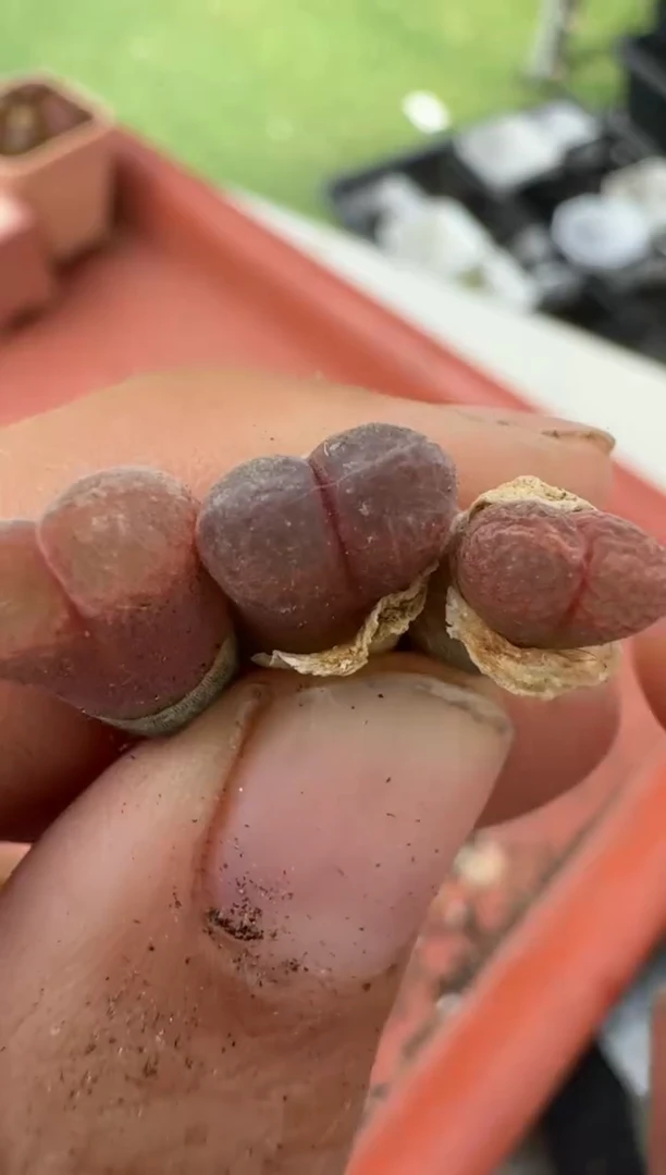 美丽的肉石头10-40