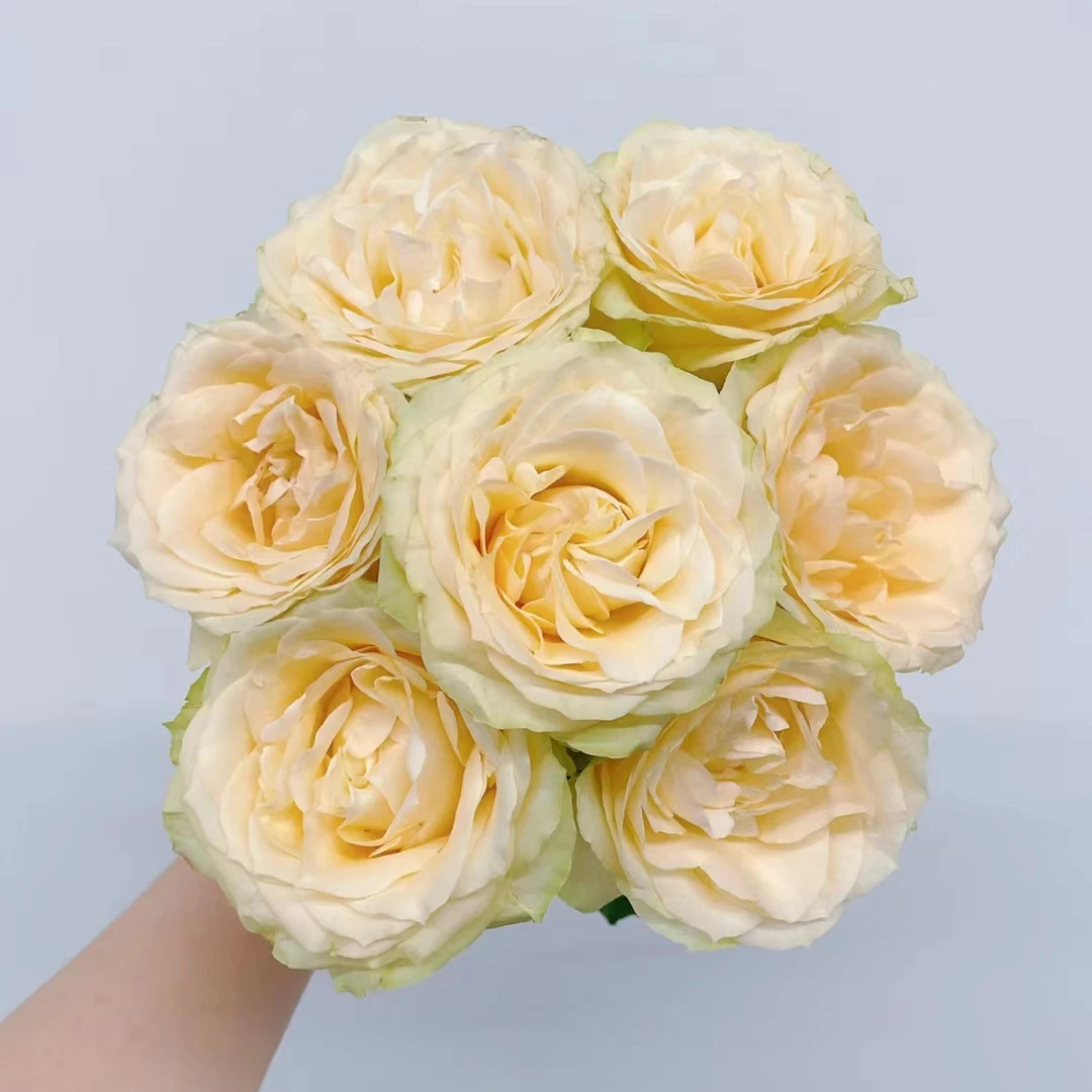 【优惠套餐】 A05   基地鲜花   家庭用花   水养