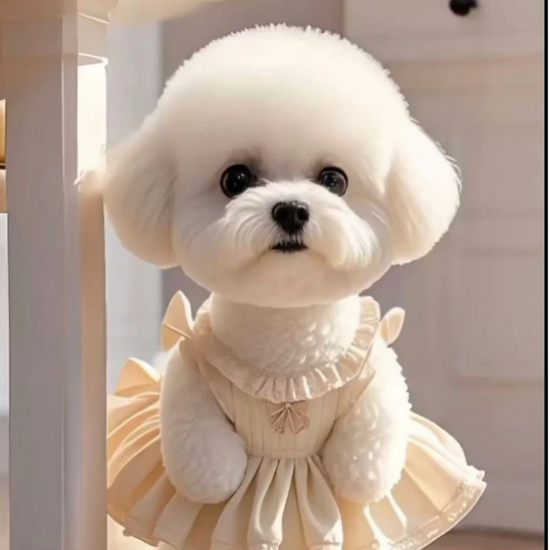 【济南挚宠比熊.博美】幼犬活体狗狗宠物狗