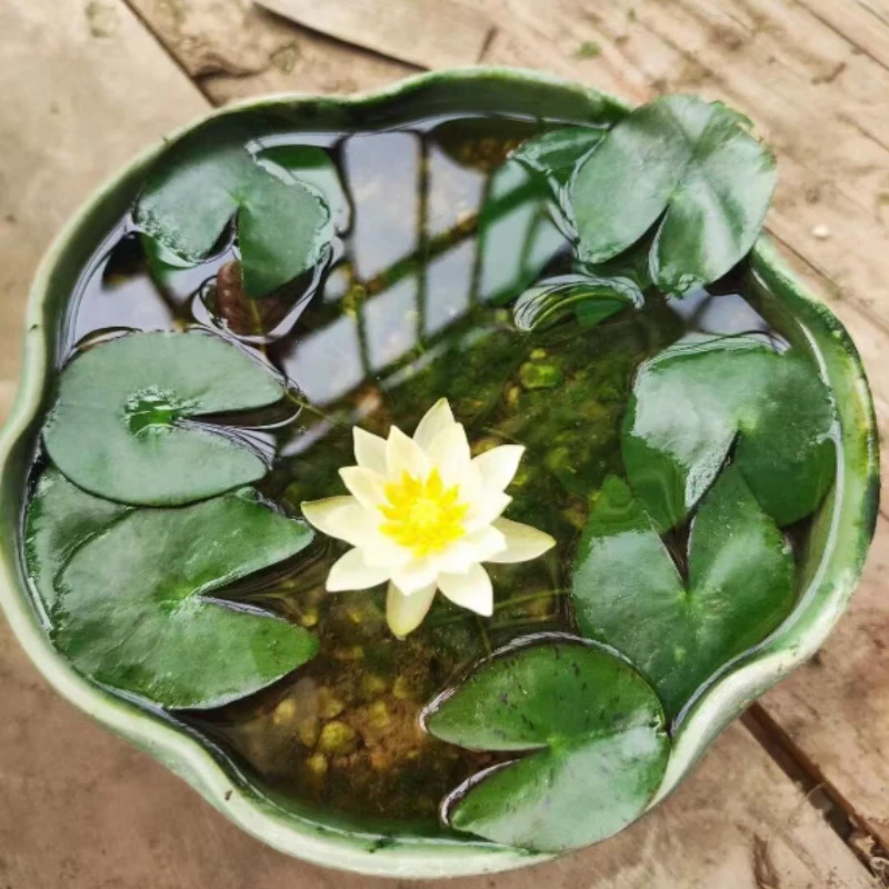 海尔芙拉   微型  带花苞水之培养