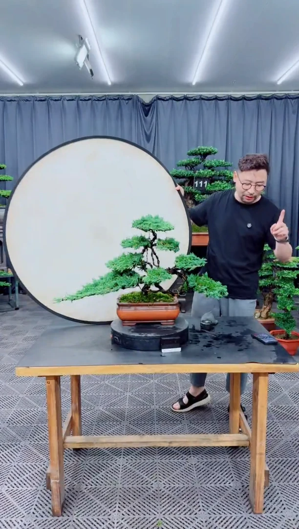 无花朵珍珠柏盆景....