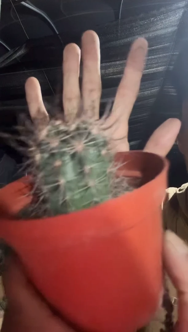 实生林氏幻虾39.99