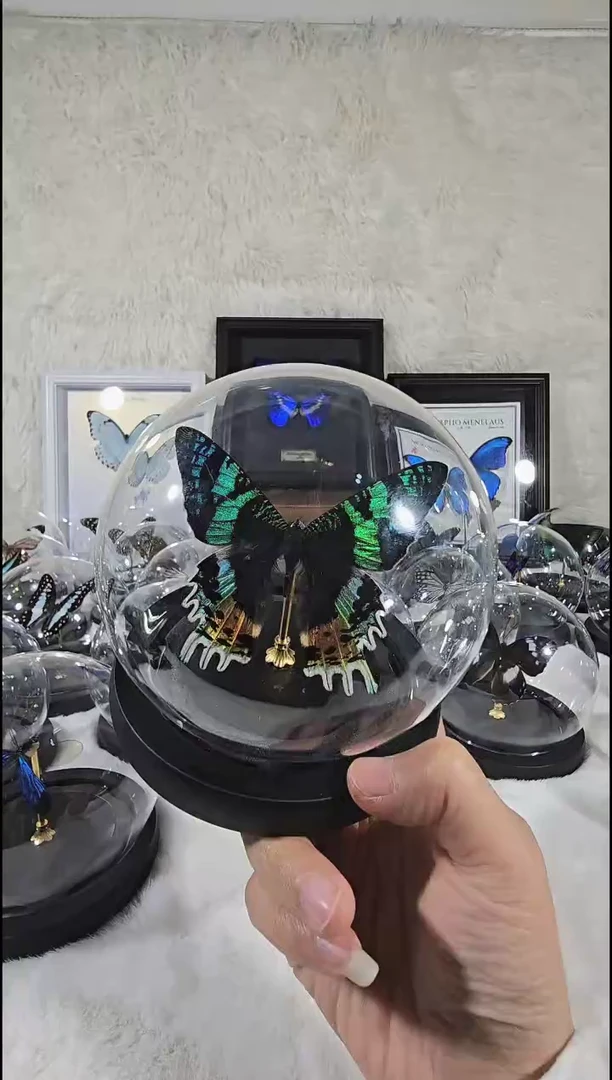 太阳蛾水晶球蝴蝶标本