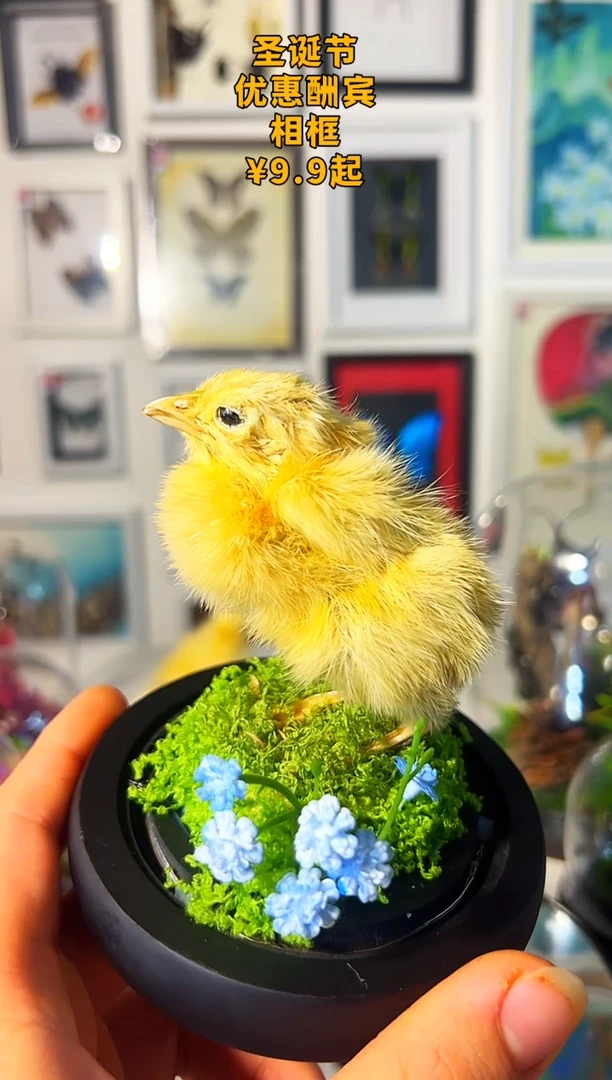 有机玻璃111111111小鸡