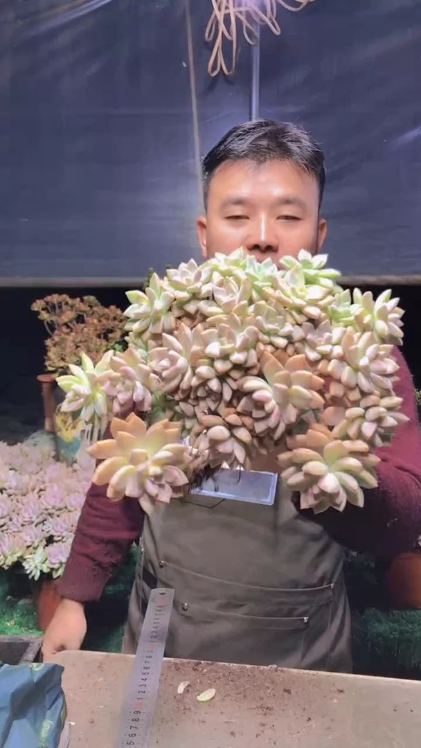 193淡雪缀化一物一拍