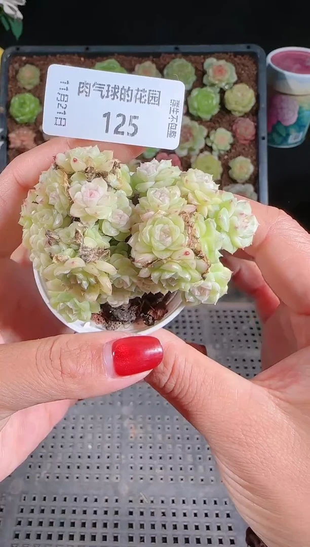 1121-125群生不包整