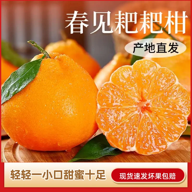 正宗四川春见耙耙柑新鲜带叶发货多汁爽口的水果ML
