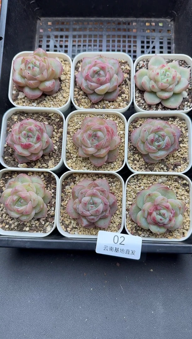 珍妮杂交多肉002