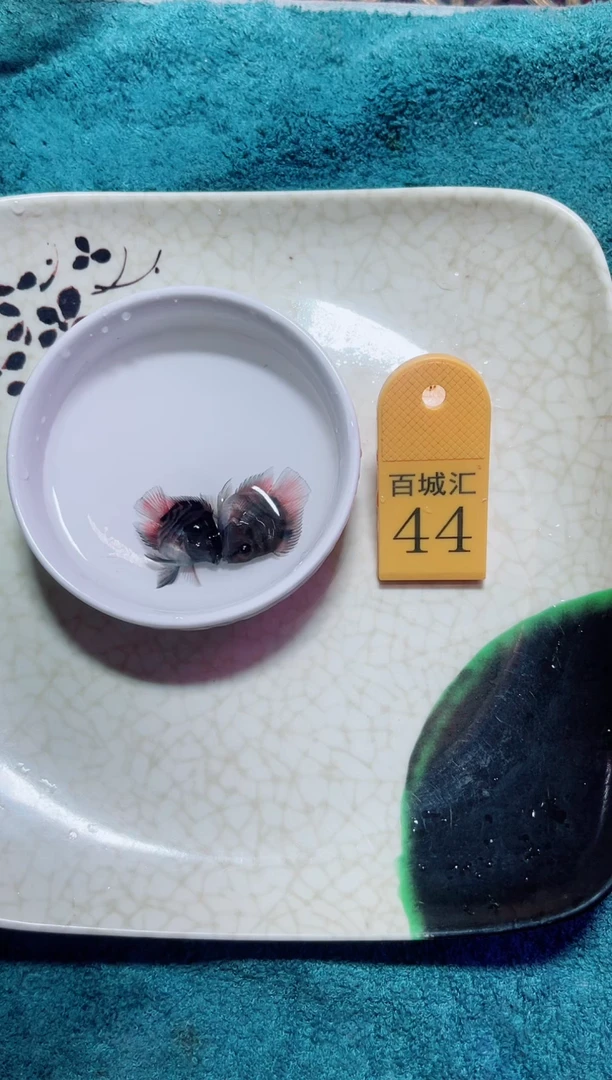 鹦鹉鱼54454545454455