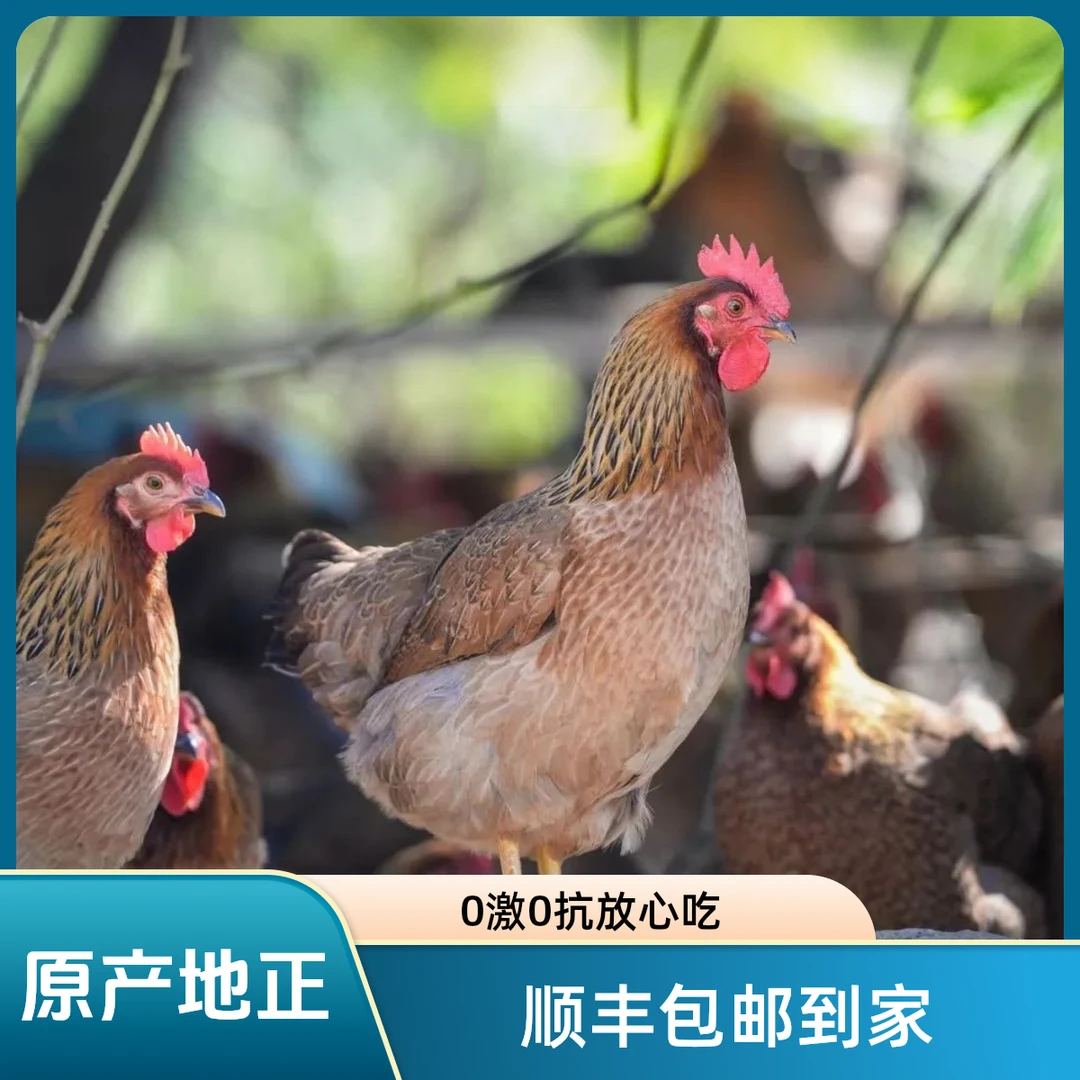 顺丰包邮广东清远本地山林慢养原生态原产地农家土鸡散养走地麻鸡