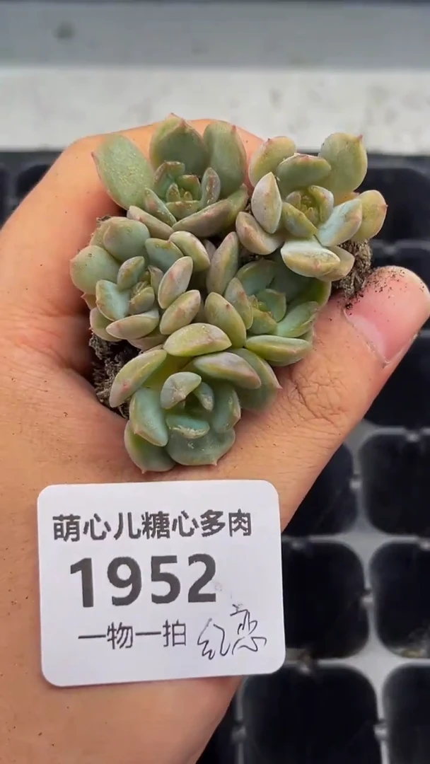 1952 红恋多肉植物