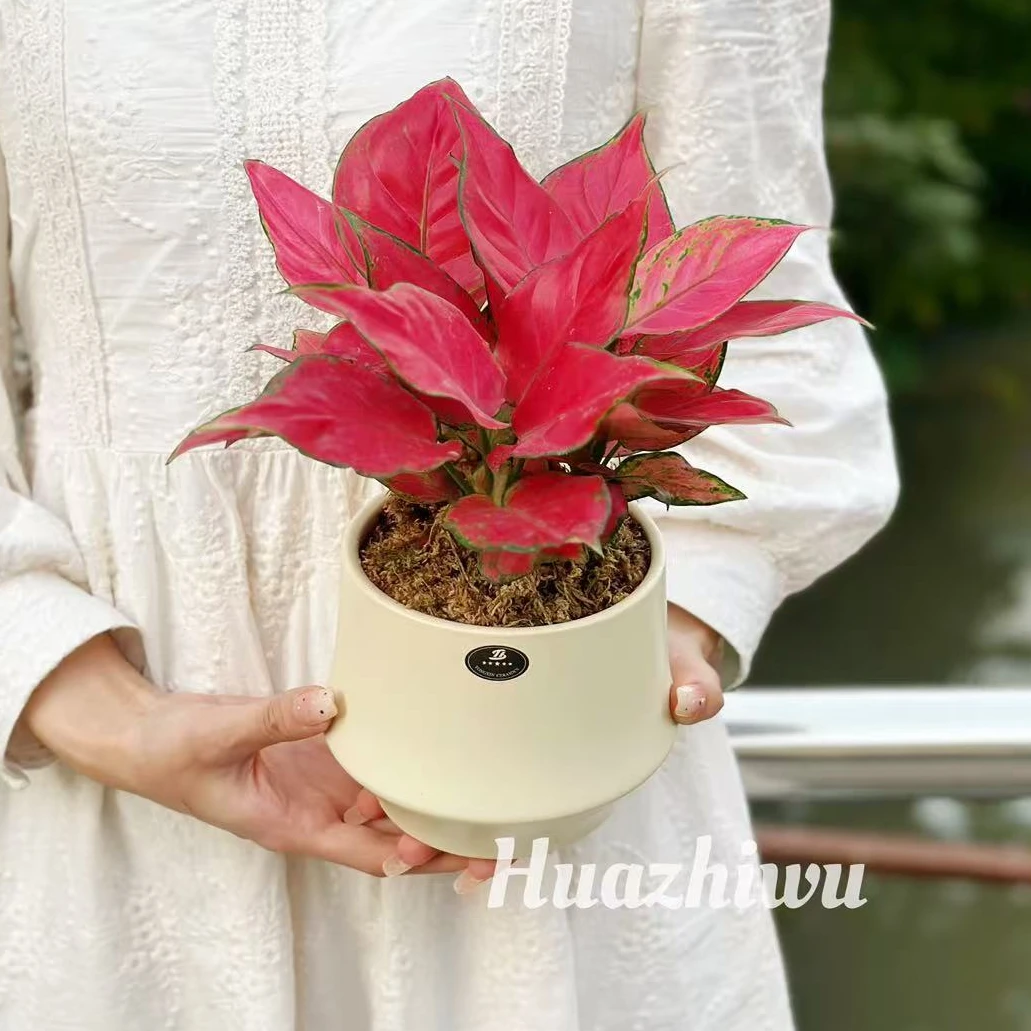 吉利红如意竹芋绿萝盆栽盆景室内阳台办公室前台桌面精致花卉绿植