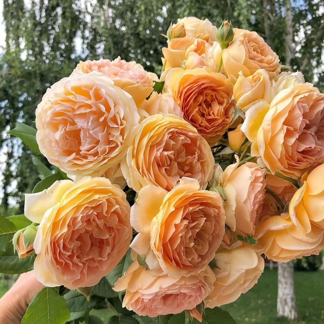 玛格丽特.王妃 1.5米 爬藤月季藤本浓香四季开花庭院阳台花卉植物