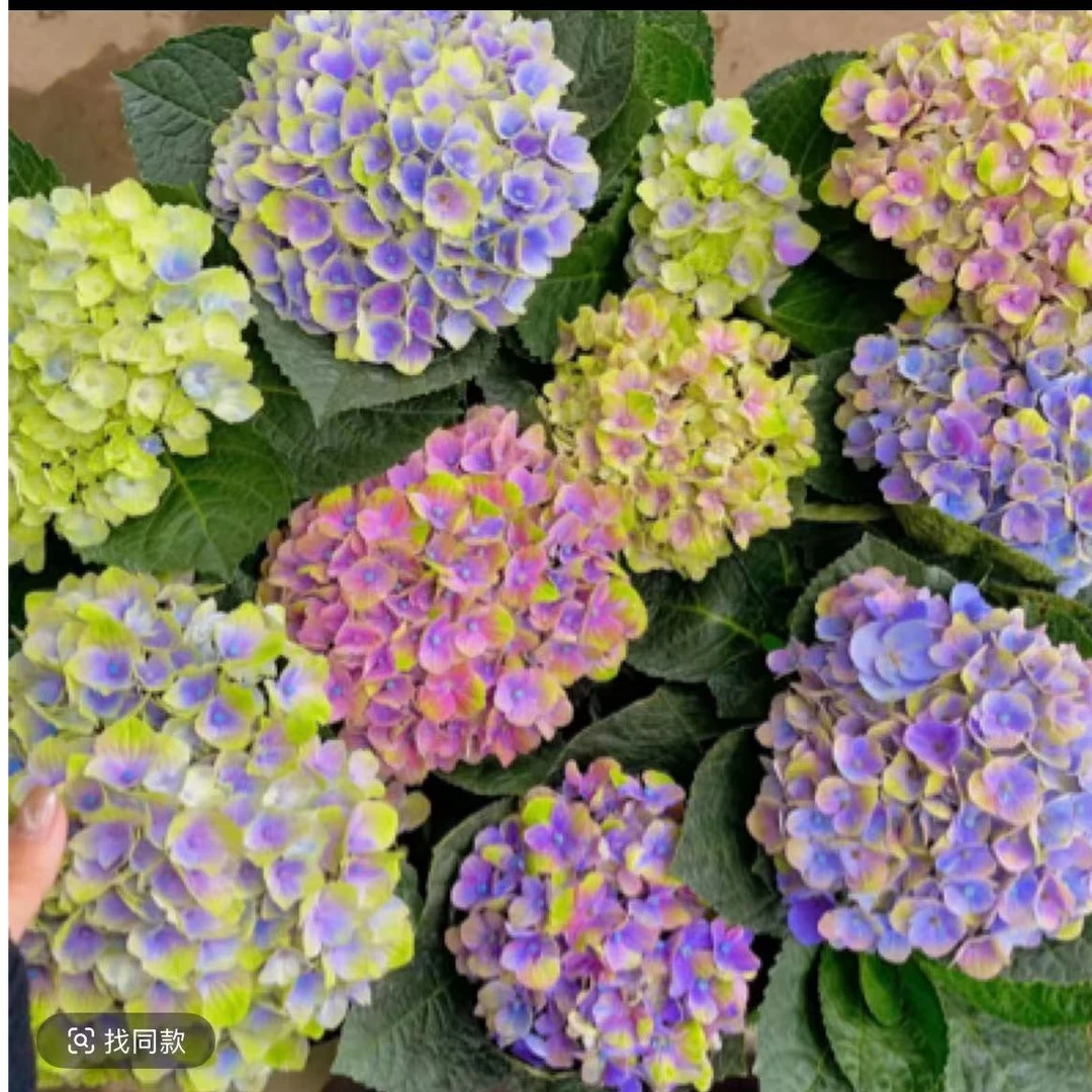 锄禾2【魔幻翡翠】魔幻系列绚烂多彩的高品质绣球--