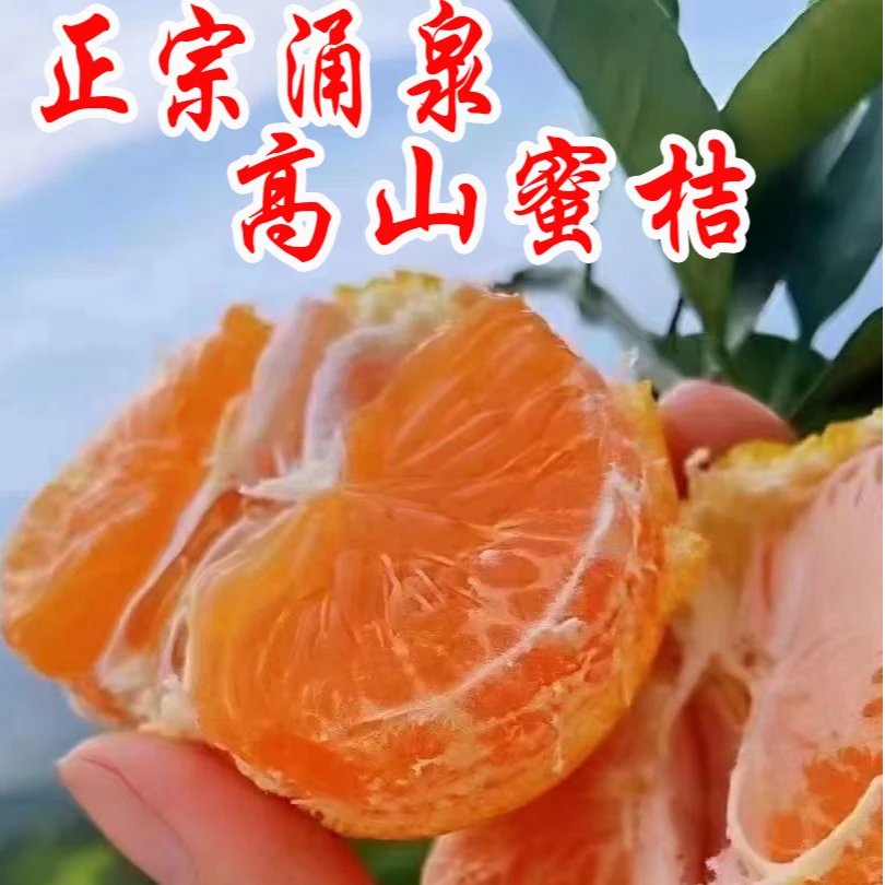 新鲜水果橘子正宗临海涌泉蜜桔早熟宫川无籽老树果黄岩蜜桔橘子