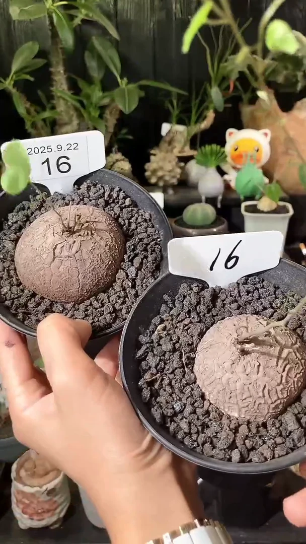 16号922福利南非龟甲龙买1个送1个