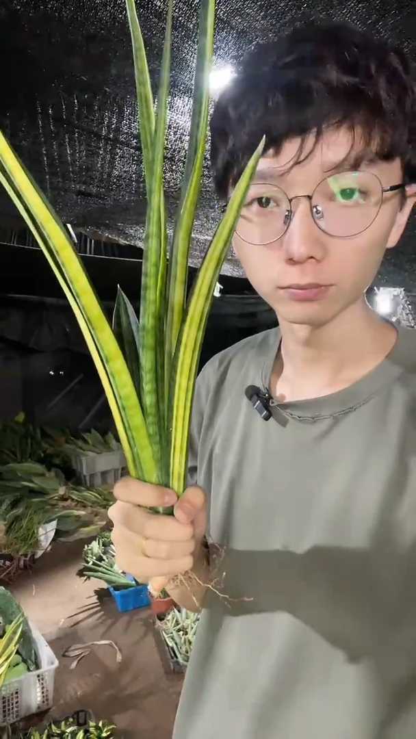 用****8（矮人锦）裸根75