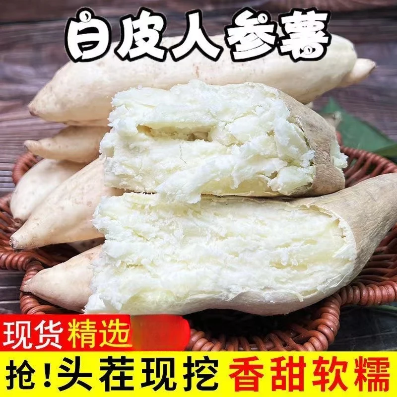 【半价抢】牛奶人参薯现挖现发白皮白心地瓜粉糯香甜当季板栗番薯