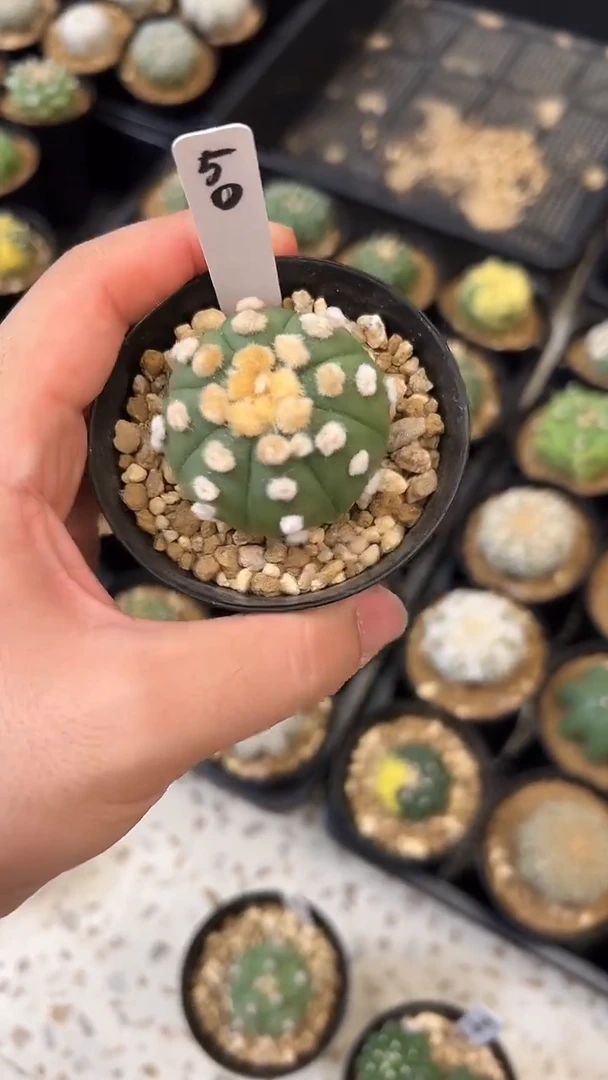 连心大油实生根星兜编码50