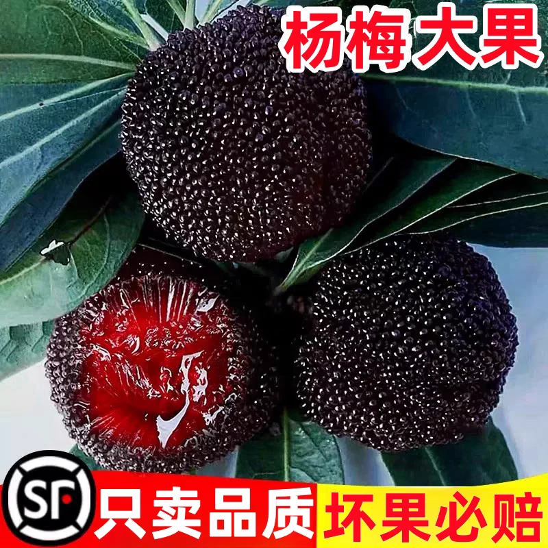 仙居精选小黑炭荸荠杨梅山地新鲜采摘精品颗粒礼盒包泡杨梅酒