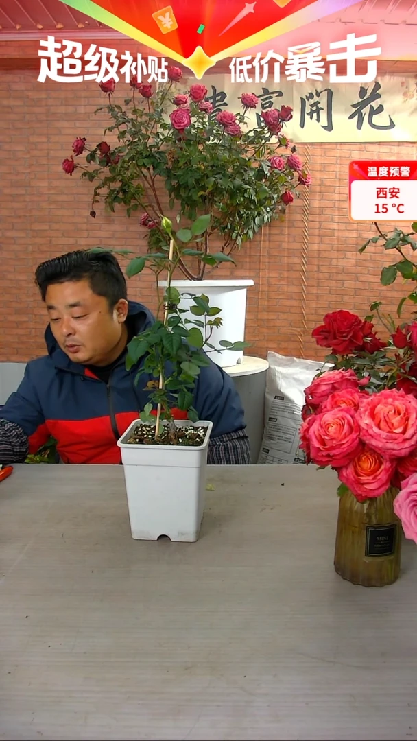 当前无花朵，栽培后可花朵浮光