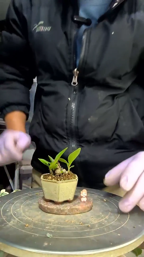 快***使中青园艺一物一拍花269