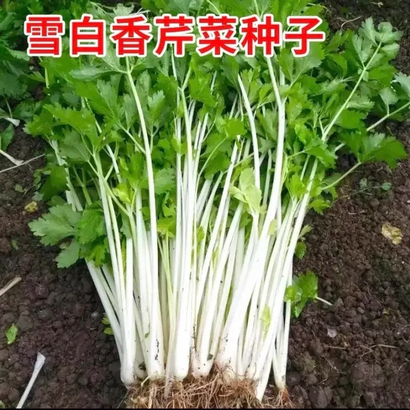雪白香芹菜种子耐寒耐热芹菜种籽户外庭院盆栽地载四季种植阳台